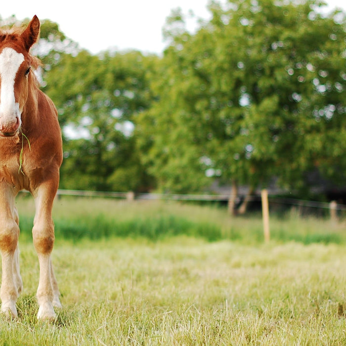 Introducing Our Foaling Camera Pack