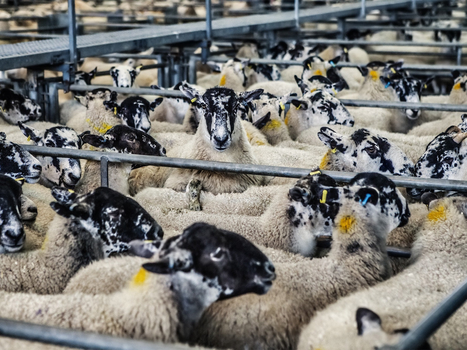 Are you ready for the new abattoir CCTV regulations?