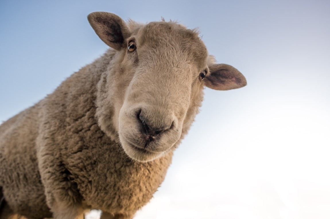 Sheep Rustling – How to keep your flock safe!