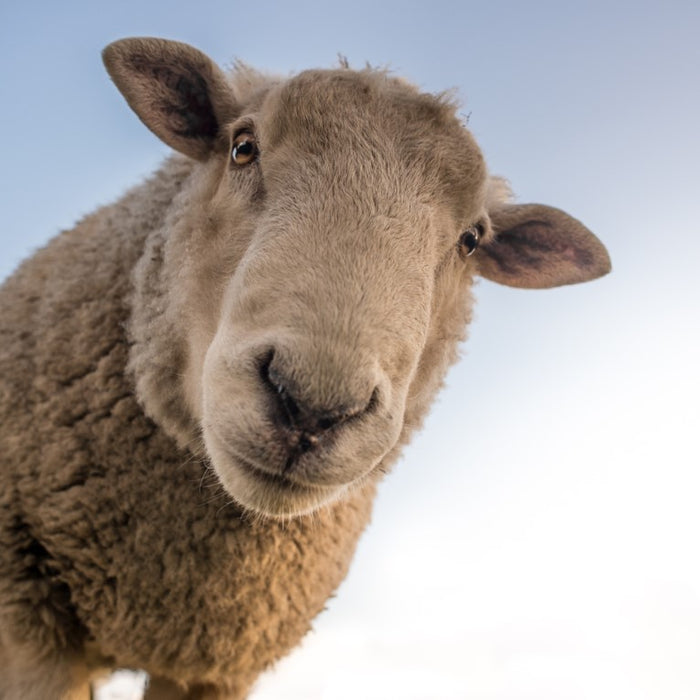 Sheep Rustling – How to keep your flock safe!