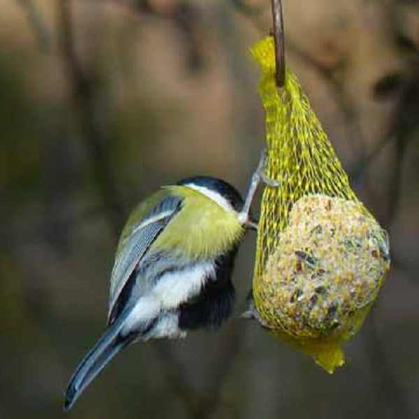 Making Fat Balls to feed birds in Winter