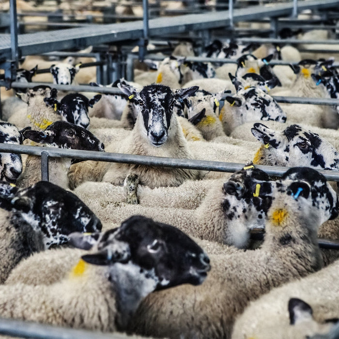 Are you ready for the new abattoir CCTV regulations?