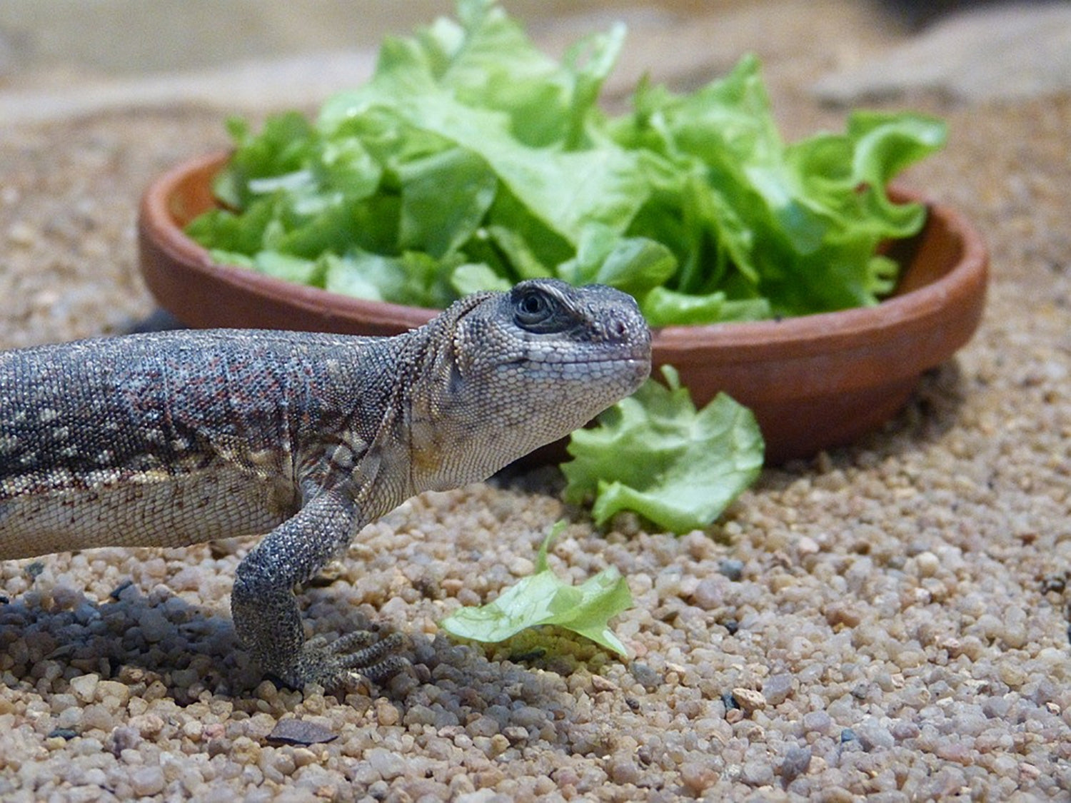 Setting up a Reptile Terrarium Camera