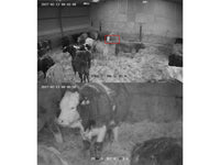 Wireless Calving Camera PTZ Dome 15x Zoom 3km Range - SpyCameraCCTV