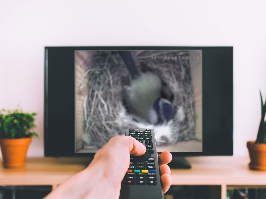 watching bird box footage on tv