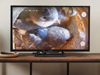Pine martin bird box video on TV