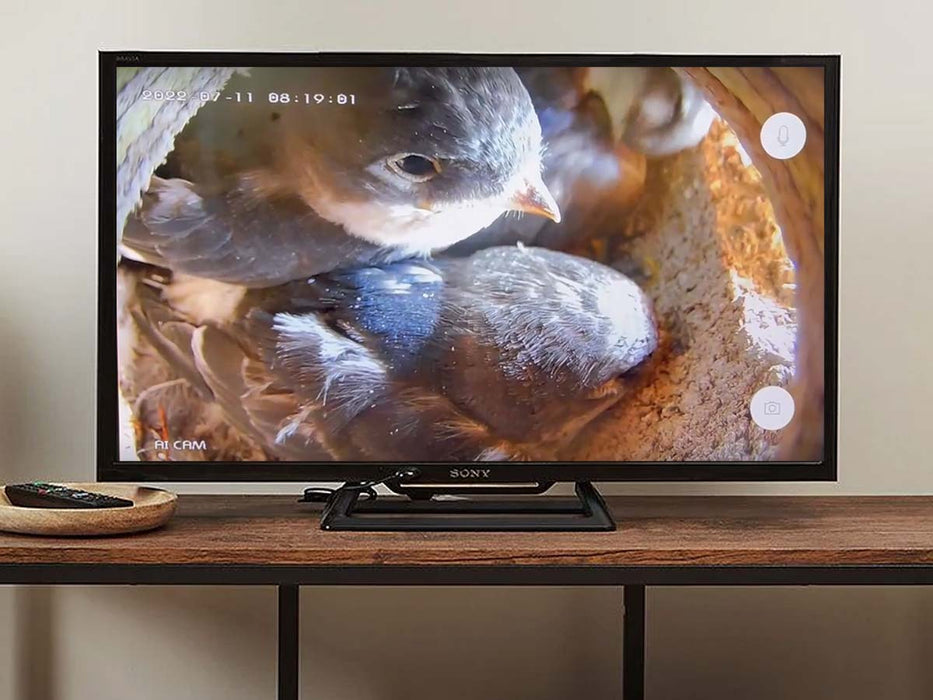 Pine martin bird box video on TV