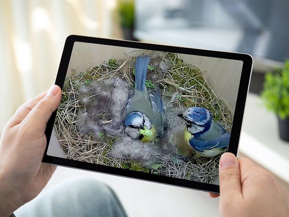 green feathers bird box videos