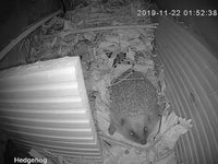 night vision hedgehog camera