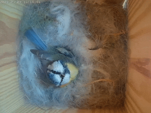 Video of blue tit nesting with eggs inside bird box