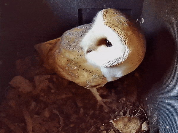 Green Feathers Bird Box Camera HD Network Cable Connection